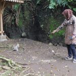 Kera Ekor Panjang Makin Meresahkan di 7 Desa di Kecamatan Bulu