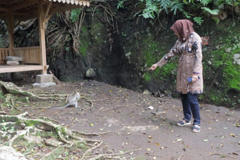 Kera Ekor Panjang Makin Meresahkan di 7 Desa di Kecamatan Bulu