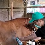 128 Sapi Positif LSD, Dislutkanak Lakukan Pengobatan Berkelanjutan 