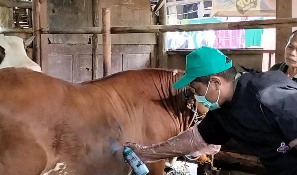 128 Sapi Positif LSD, Dislutkanak Lakukan Pengobatan Berkelanjutan 