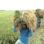 Panen raya di Kendal, Jawa Tengah (Foto: Dok Humas Pemprov Jateng)