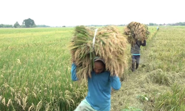 Panen raya di Kendal, Jawa Tengah (Foto: Dok Humas Pemprov Jateng)