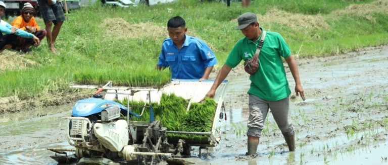 Tarik Minat Bertani, Pemkab Ajak Pelajar Ikuti Panen Raya
