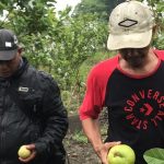 Agro Wisata Petik Jambu Kristal yang Kini Menarik Perhatian Wisatawan