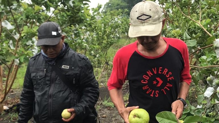 Agro Wisata Petik Jambu Kristal yang Kini Menarik Perhatian Wisatawan
