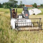 Mentan SYL Pastikan Ketersediaan Beras di DIY Melimpah