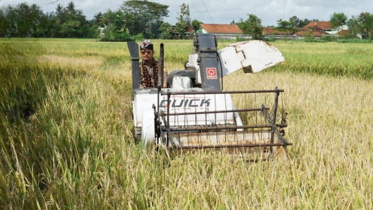 Mentan SYL Pastikan Ketersediaan Beras di DIY Melimpah