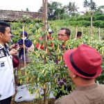 Produktivitas Cabai Kabupaten Magelang Jadi Fokus Kementan