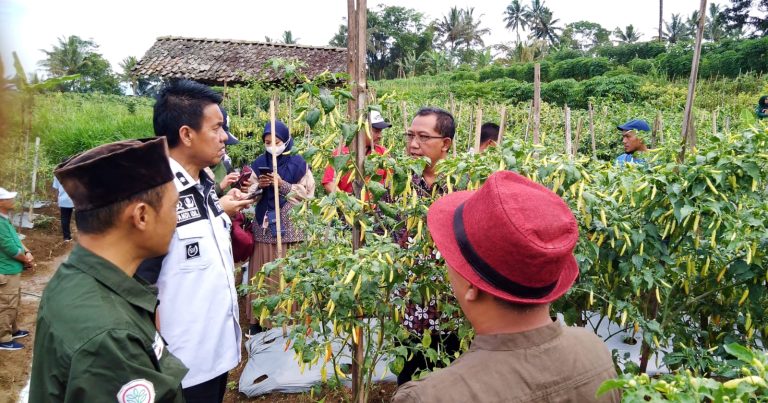 Produktivitas Cabai Kabupaten Magelang Jadi Fokus Kementan