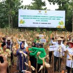 Petani Binaan Baznas di Desa Bagor, Panen Raya Perdana Jagung