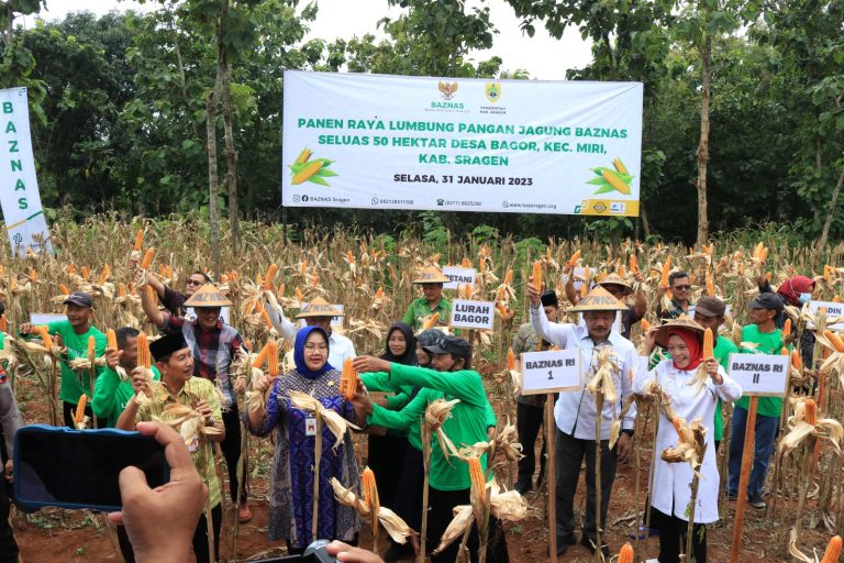 Petani Binaan Baznas di Desa Bagor, Panen Raya Perdana Jagung