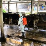 Cegah LSD, Dispangtan dan Polres Salatiga Lakukan Penyemprotan Insektisida