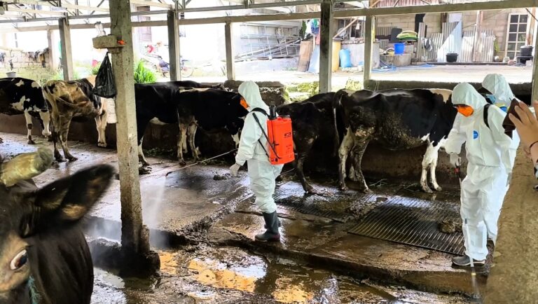 Cegah LSD, Dispangtan dan Polres Salatiga Lakukan Penyemprotan Insektisida