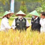 Produksi Beras 2022 Tertinggi dalam Tiga Tahun Terakhir