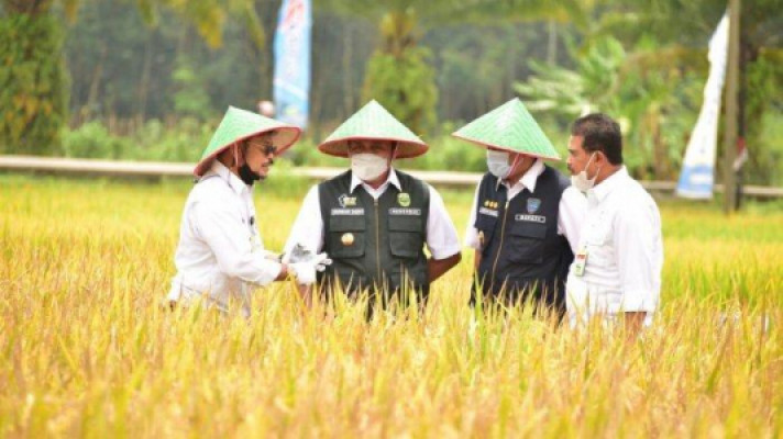 Produksi Beras 2022 Tertinggi dalam Tiga Tahun Terakhir