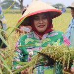 Tanam Varietas Putra Blora, Padi Petani Desa Nglandeyan Bebas Hama