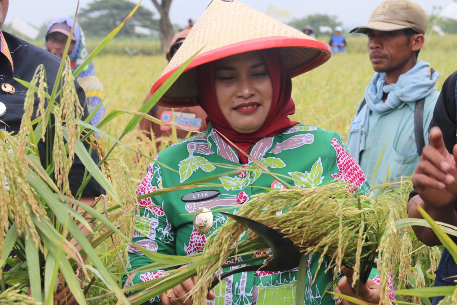Tanam Varietas Putra Blora, Padi Petani Desa Nglandeyan Bebas Hama