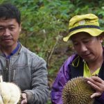 Durian Lokal Batang Milky Jadi Unggulan di Luar Daerah