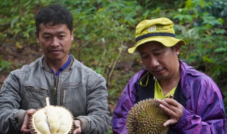 Durian Lokal Batang Milky Jadi Unggulan di Luar Daerah