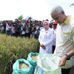 Cek Panen Raya, Ganjar Happy Petani di Grobogan Dapat Harga Tinggi