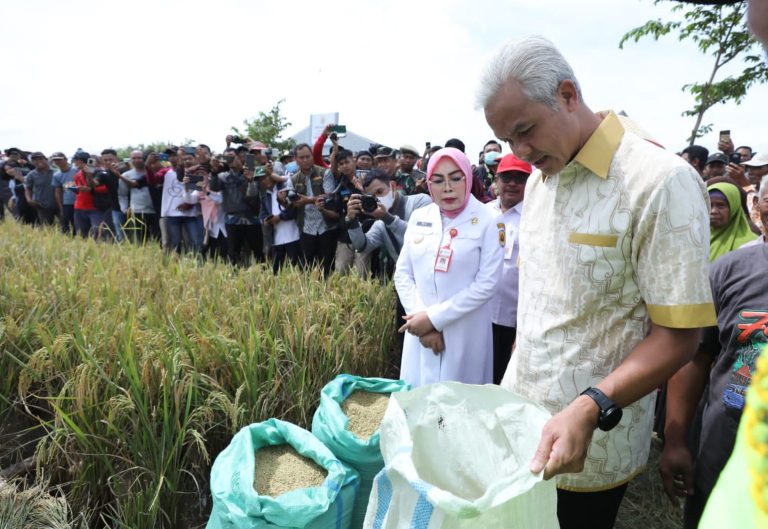 Cek Panen Raya, Ganjar Happy Petani di Grobogan Dapat Harga Tinggi
