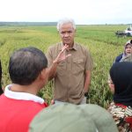 Panen Dimulai, Ganjar Berharap Harga Beras Stabil dalam Sepekan