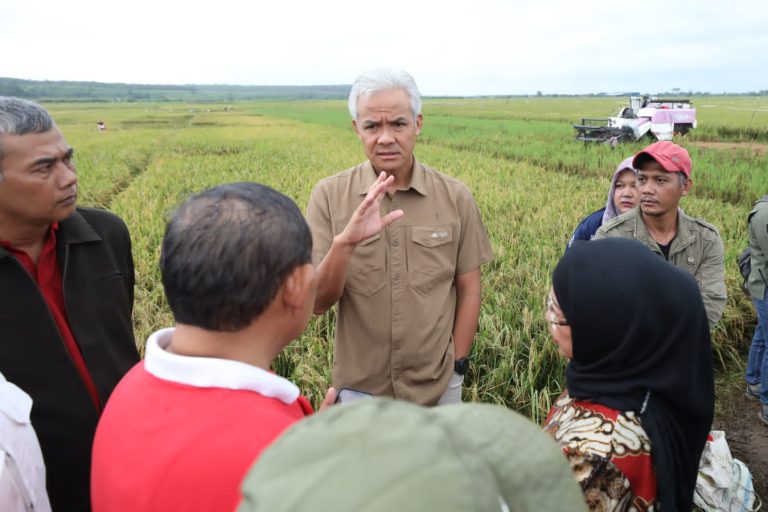 Panen Dimulai, Ganjar Berharap Harga Beras Stabil dalam Sepekan