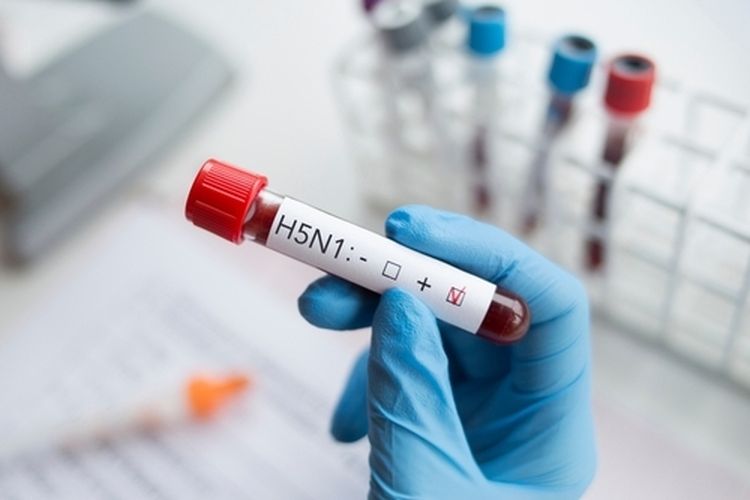 Flu Burung Clade Baru Berpotensi Menular, Kemenkes Keluarkan Imbauan