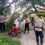 Pohon Tumbang Ganggu Mobilitas Warga, Polsek Sukolilo Segera Lakukan Penanganan