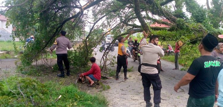 Pohon Tumbang Ganggu Mobilitas Warga, Polsek Sukolilo Segera Lakukan Penanganan