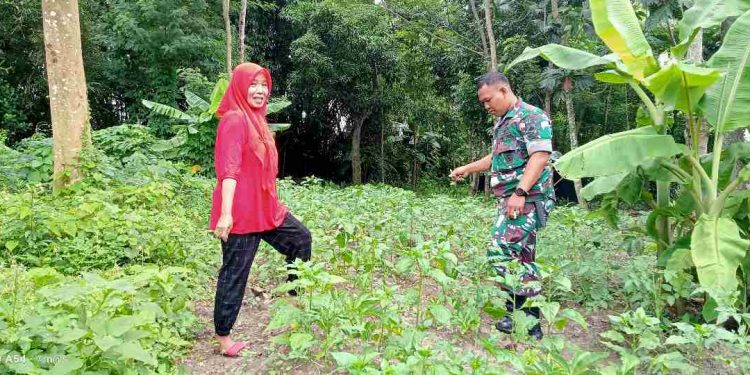 Tanam Cabai hingga Porang, Pensiunan PPL Penuhi Kebutuhan Sehari-hari