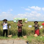 Sragen Surplus Beras Dukung Panen Raya Padi Nusantara 1 Juta Hektar