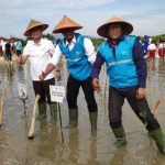 Wujudkan Pantura Lestari, PLN Tanam 400 Ribu Lebih Mangrove
