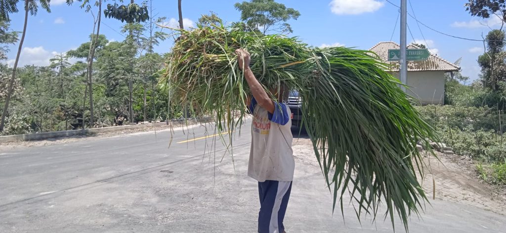 Peternak Rela Jalan 7 Km, Cari Rumput untuk Ternak Peliharaannya