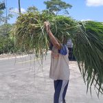 Peternak Rela Jalan 7 Km, Cari Rumput untuk Ternak Peliharaannya