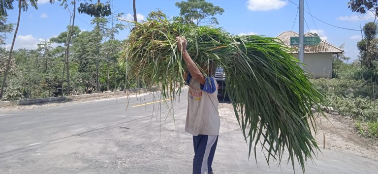 Peternak Rela Jalan 7 Km, Cari Rumput untuk Ternak Peliharaannya