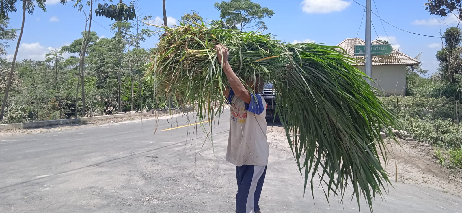 Peternak Rela Jalan 7 Km, Cari Rumput untuk Ternak Peliharaannya