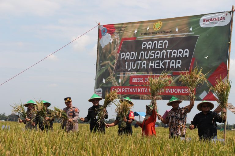 20 Ribu Hektar Padi di 17 Kecamatan di Brebes Siap Dipanen