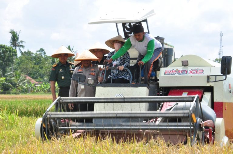 Bulog Diminta Optimalkan Serapan Gabah Petani Cilacap