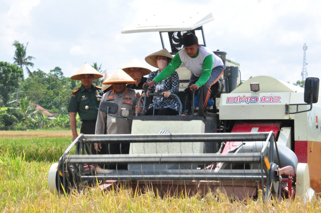 Bulog Diminta Optimalkan Serapan Gabah Petani Cilacap