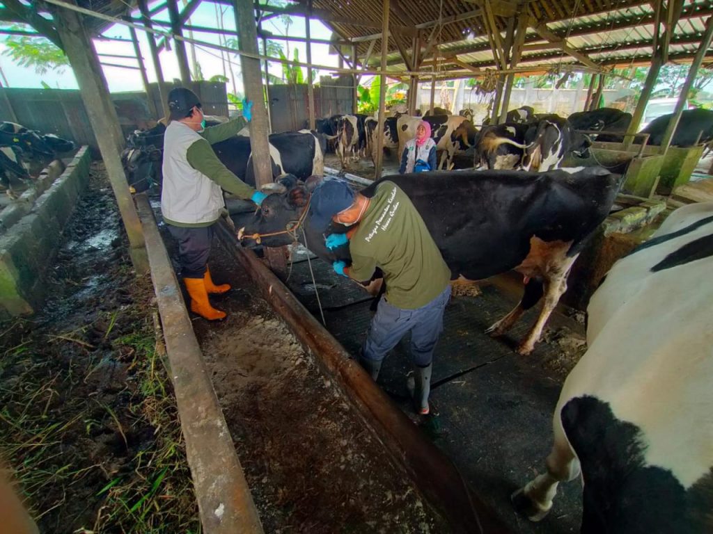 Dinperpa Genjot Vaksin Hewan Ruminansia dan Unggas