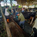 Dinperpa Genjot Vaksin Hewan Ruminansia dan Unggas