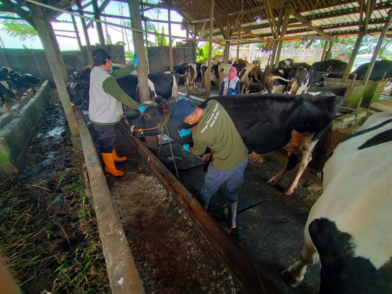 Dinperpa Genjot Vaksin Hewan Ruminansia dan Unggas