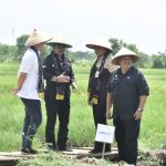 Mentan SYL dan Wamendag Panen Raya, Lalu Lepas Pasokan Bawang Merah ke Ibukota