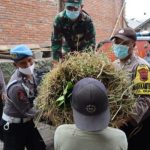 Rumput Diselimuti Abu Vulkanik, Polri-TNI Beri Bantuan untuk Peternak