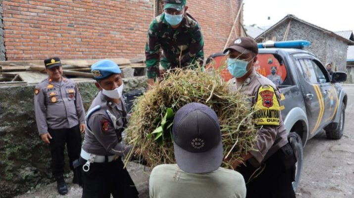 Rumput Diselimuti Abu Vulkanik, Polri-TNI Beri Bantuan untuk Peternak