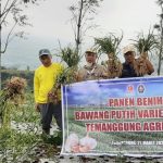 DKPPP dan BRIN Kembangkan Geol Temanggung Agrihorti, Benih Bawang Putih Unggulan