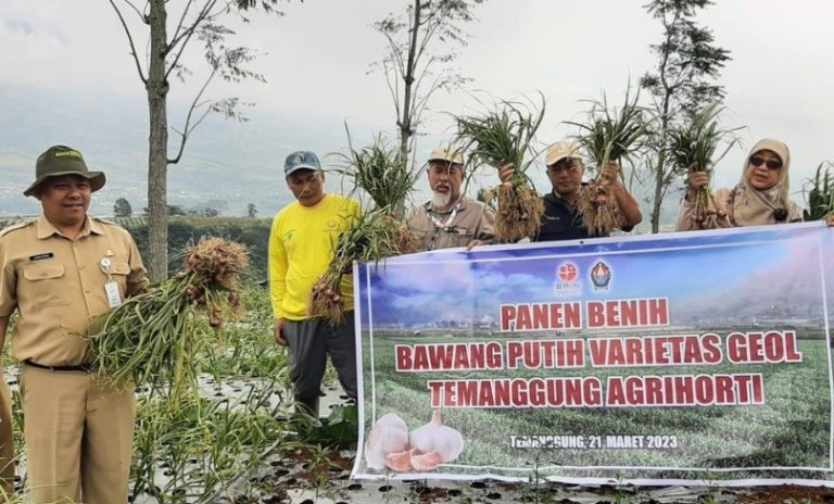 DKPPP dan BRIN Kembangkan Geol Temanggung Agrihorti, Benih Bawang Putih Unggulan