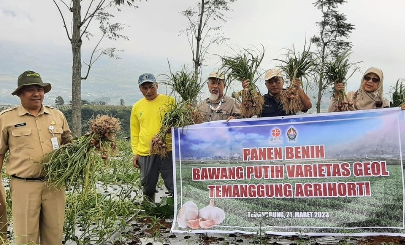 DKPPP dan BRIN Kembangkan Geol Temanggung Agrihorti, Benih Bawang Putih Unggulan