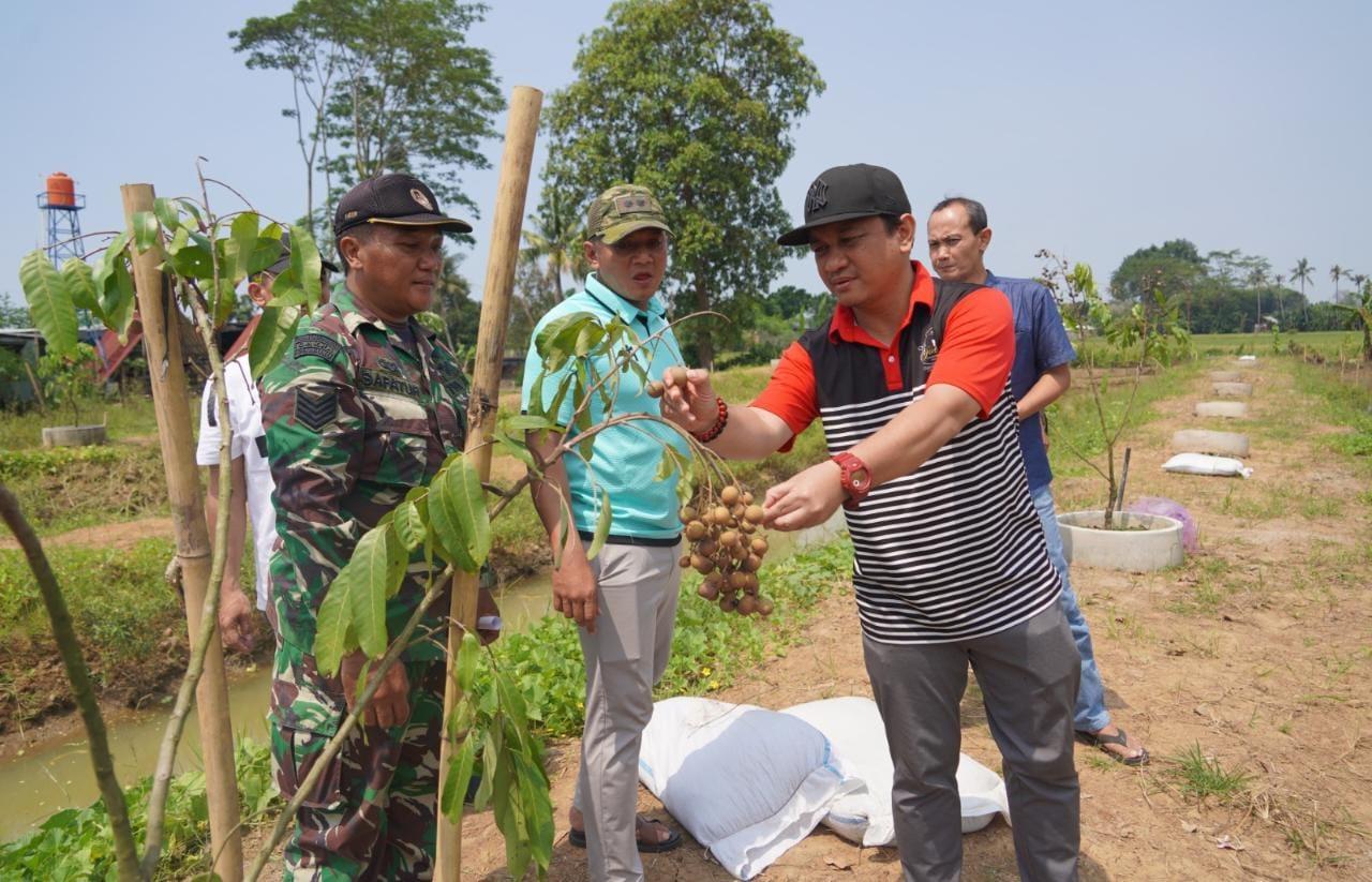 Kota Pekalongan Punya Agrowisata Baru Petik Kelengkeng